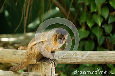 monkey nail sitting on wood Stock Photo