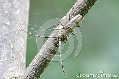 Saperda carcharias Insects - beetle Stock Photo