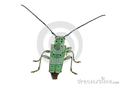 Flat-faced longhorns beetle isolated on white background, Saperda punctata Stock Photo