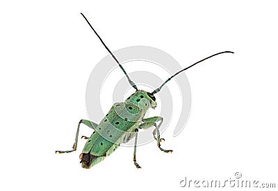 Flat-faced longhorns beetle isolated on white background, Saperda punctata Stock Photo