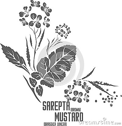 Saperta mustard silhouette vector illustration Vector Illustration