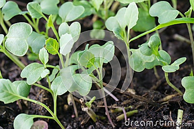 Sapling of Chinese kale Stock Photo