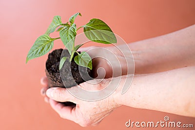 Sapling Stock Photo