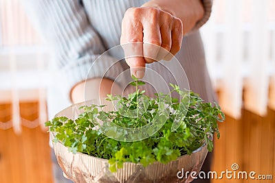 Sapling Stock Photo