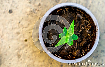 Sapling growing in a cup soil green nature earth care Stock Photo