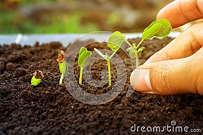 .Sapling growing from the ground Stock Photo
