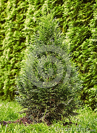 Sapling of western emerald thuja, young plant on the background of green natural hedge Stock Photo