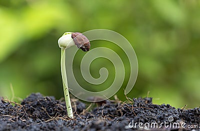 The saplings of yardlong beans grow in fertile soil Stock Photo