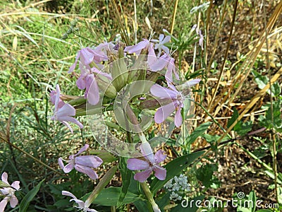 Saponaria Stock Photo