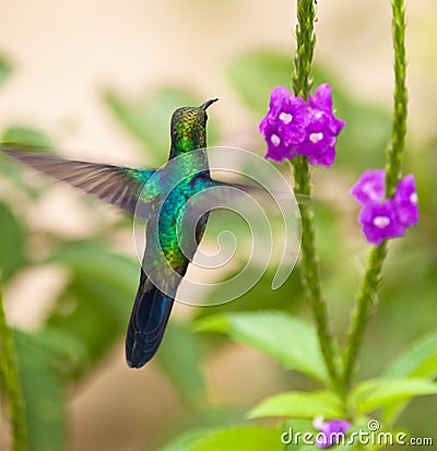 A Sapphire-spangled Emerald Hummingbird Stock Photo