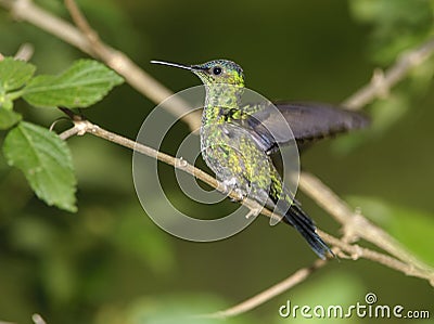 Sapphire-spangled Emerald Hummingbird (Amazilia rondoniae) Stock Photo