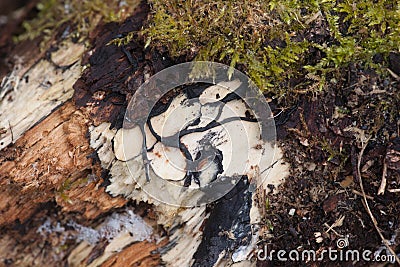 Saprophytic Fungi on Decaying Wood Stock Photo