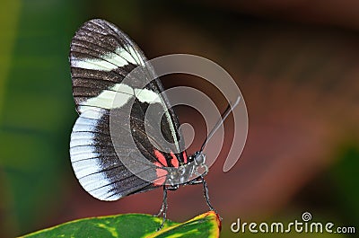 Sara Longwing Butterfly Stock Photo