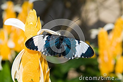 Sara Longwing Butterfly Stock Photo