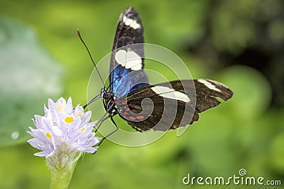 Sara longwing butterfly (Heliconius sara) Stock Photo