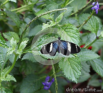 Sara Longwing Butterfly Stock Photo