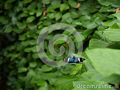 Sara Longwing (Heliconius sara) Butterfly Stock Photo