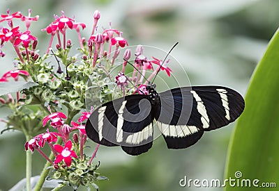 Sara Longwing, Heliconius sara Stock Photo