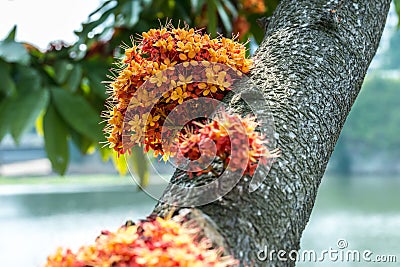 Saraca L tree with bees hovering in daytime summer Stock Photo