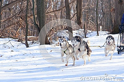 Saratov region, Russia - 03/29/2020: Sports competitions, canine jogging in winter in the forest. Three husky dogs are running in Stock Photo