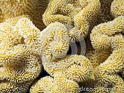 Sarcophyton Coral detail Stock Photo