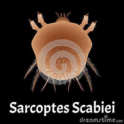 Sarcoptes scabiei. scabies. Sexually transmitted disease. Infographics. illustration on isolated background. Vector Illustration