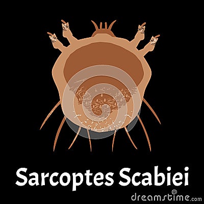 Sarcoptes scabiei. scabies. Sexually transmitted disease. Infographics. illustration on isolated background. Vector Illustration