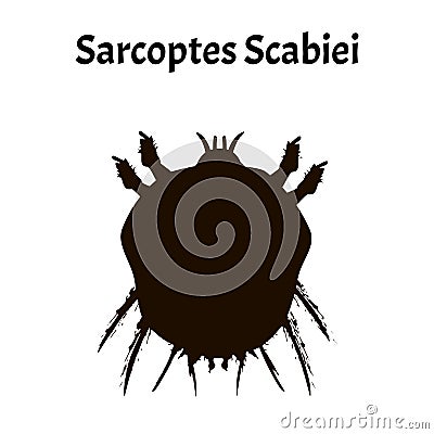 Sarcoptes scabiei. scabies. Sexually transmitted disease. Infographics. Vector illustration on isolated background. Vector Illustration