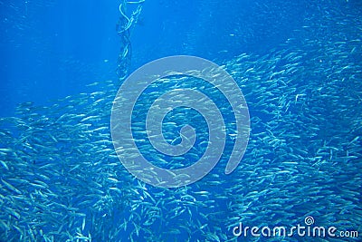 Sardine carousel in blue sea water closeup. Massive fish school undersea photo. Pelagic fish swimming in seawater. Stock Photo