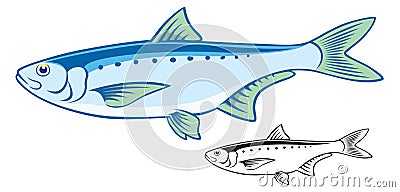 Sardine Vector Illustration