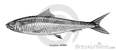 Sardine fish hand drawing vintage engraving illustration Vector Illustration