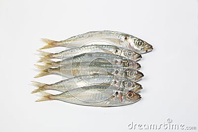 Sardine pilchard herring Fish Stock Photo