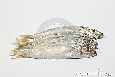 Sardine pilchard herring Fish Stock Photo