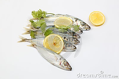 Sardine pilchard herring Fish Stock Photo