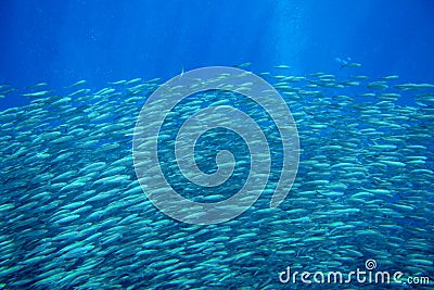 Sardine shoal in open sea water closeup. Massive fish school underwater photo. Pelagic fish swimming in seawater. Stock Photo