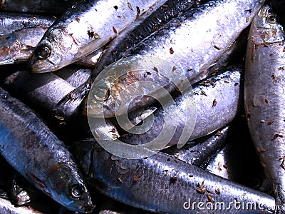 Sardines Stock Photo