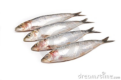 Sardines isolated on white. Stock Photo