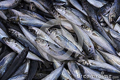 Sardines or Tarli, Ratnagiri, Maharashtra, India Stock Photo