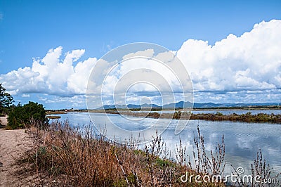 Sardinia. Natural environment. Coastal backdunal pond of Porto Botte in the Sulcis region. Shrubs of glasswort in saline water Stock Photo