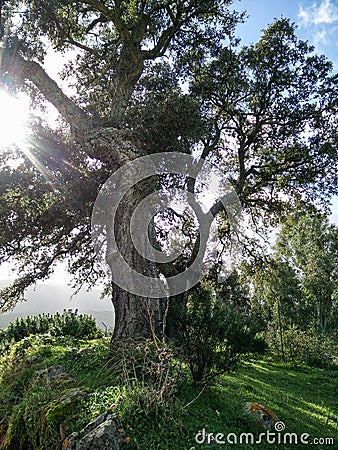 Sardinia. Natural environment. Mediterranean bush. Quercus suber. Spontaneous cork oak plant with sun rays between the branches Stock Photo