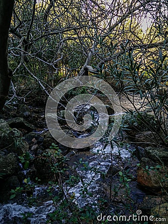 Sardinia. Natural environment. Nerium oleander. Oleander grove along the Rio Coxina, in the Villacidro mountains Stock Photo