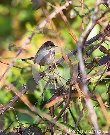 Sardinian Warbler in the thicket Stock Photo