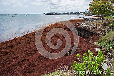 Sargassum Seaweed on Barbados Atlantic Coast beach Editorial Stock Photo