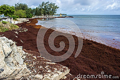 Sargassum Seaweed on Barbados Atlantic Coast beach Editorial Stock Photo