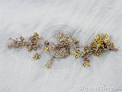 Sargassum Seaweed Closeup on White Sand Stock Photo