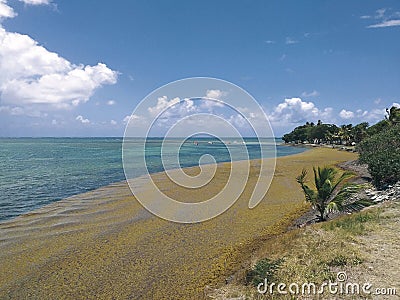 Sargassum seaweed on the coast of the Caribbean Sea. Turquoise waters invaded with sargassum Stock Photo