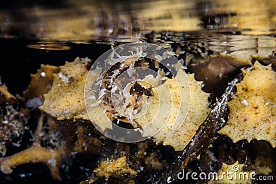 Sargassumfish Floating with Sargassum Stock Photo