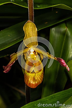 Sargent`s Phragmipedium Stock Photo