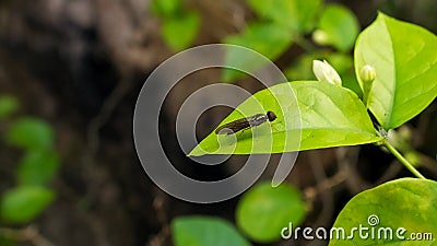 Sargus is a genus of soldier flies in the family Stratiomyidae. Macro photography Stock Photo