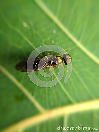 Sargus is a genus of soldier flies in the family Stratiomyidae. There are at least 130 described species in Sargus. Stock Photo